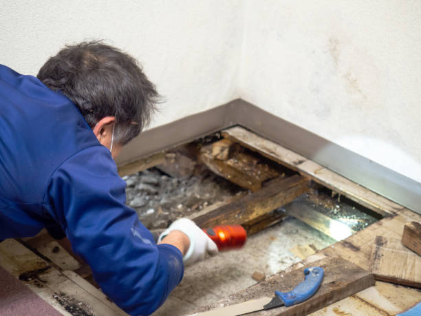 Best Attic Mold Removal  in Clayton, DE