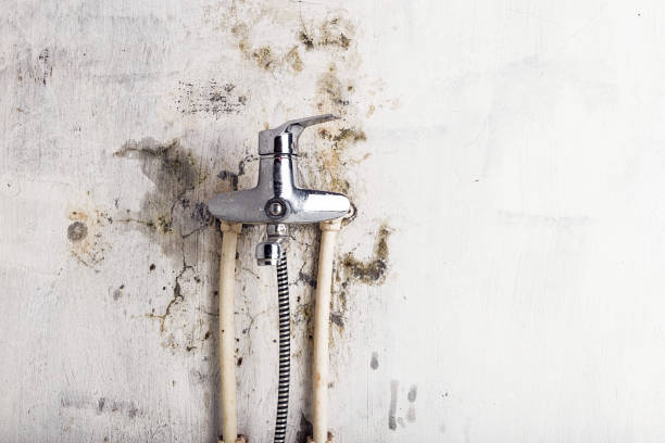 Best Affordable Mold Removal  in Clayton, DE