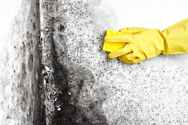 Best Commercial Mold Removal  in Clayton, DE