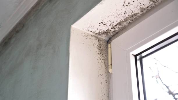 Best Mold Cleaning Services  in Clayton, DE