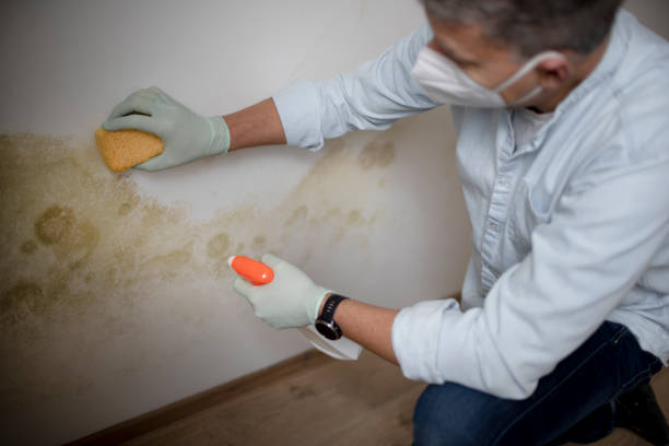 Best Black Mold Removal  in Clayton, DE
