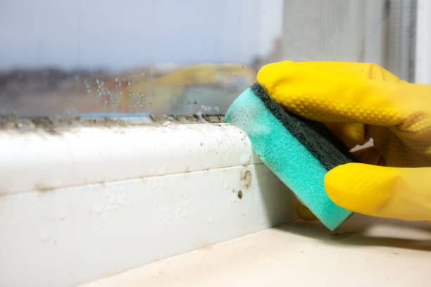 Trusted Clayton, DE Mold Removal Experts