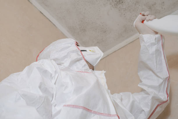 Best Local Mold Removal Service  in Clayton, DE