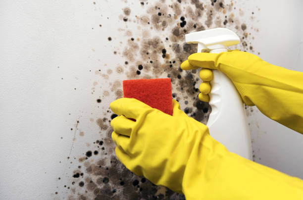 Best Mold Remediation  in Clayton, DE