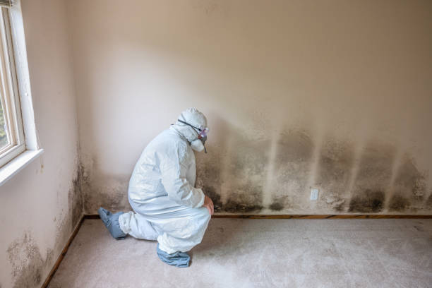 Best Water Damage Restoration  in Clayton, DE