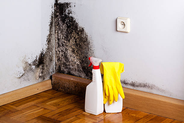 Best Certified Mold Removal  in Clayton, DE