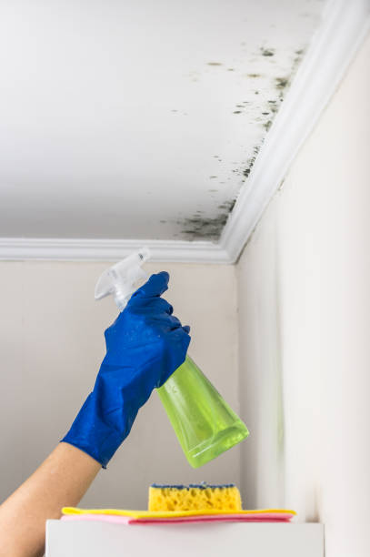 Best Emergency Mold Removal  in Clayton, DE