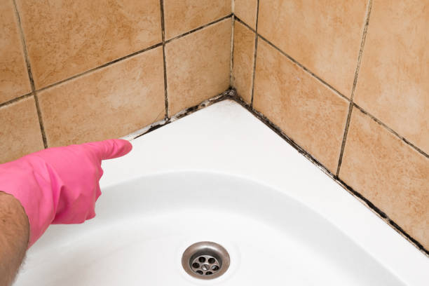 Best Fast Mold Removal  in Clayton, DE