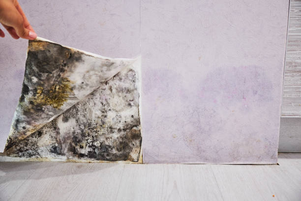 Best Mold Remediation  in Clayton, DE